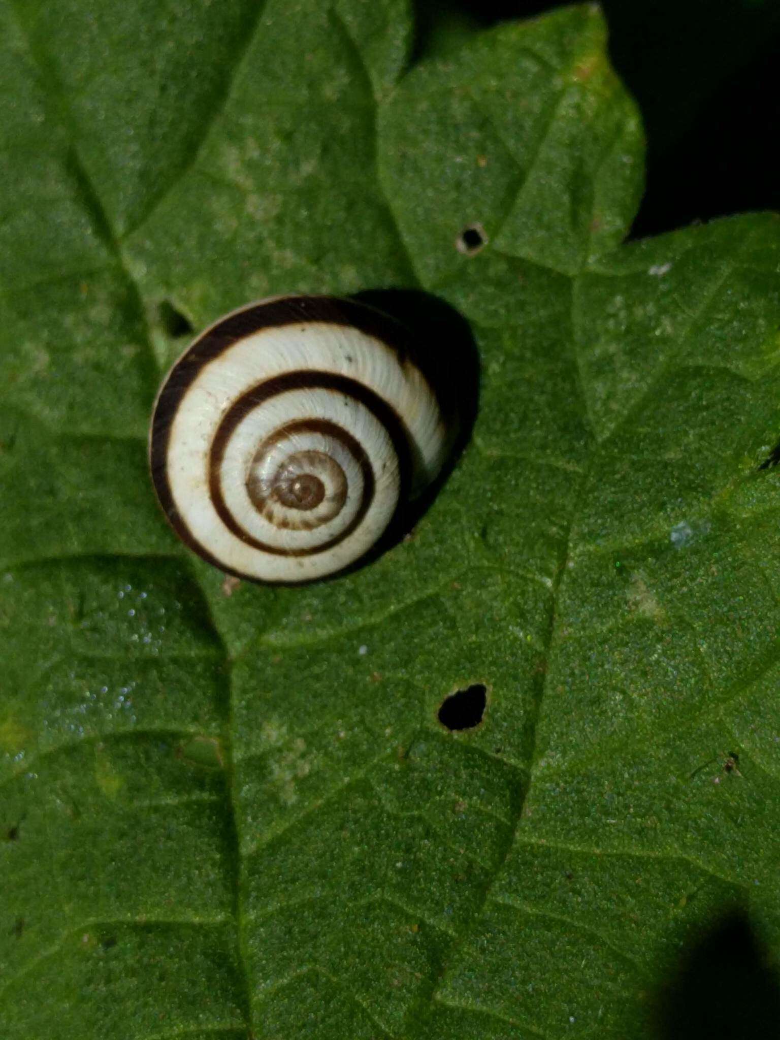 Image of Maritime gardensnail