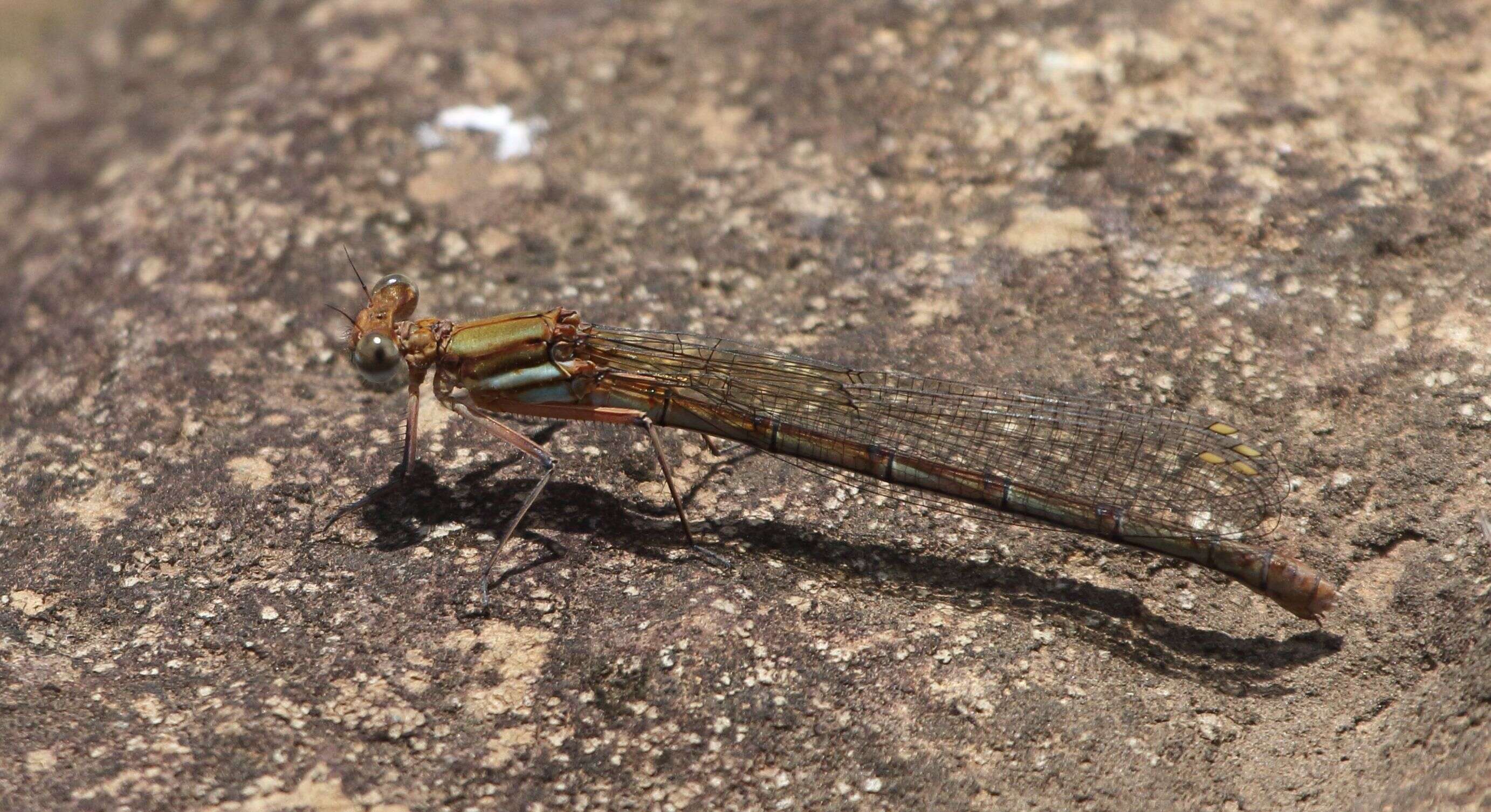 Image of Kubusi stream damsel