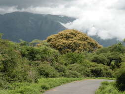 Image of Vachellia leucophloea (Roxb.) Maslin, Seigler & Ebinger