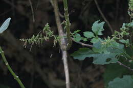 Image of wild leadwort