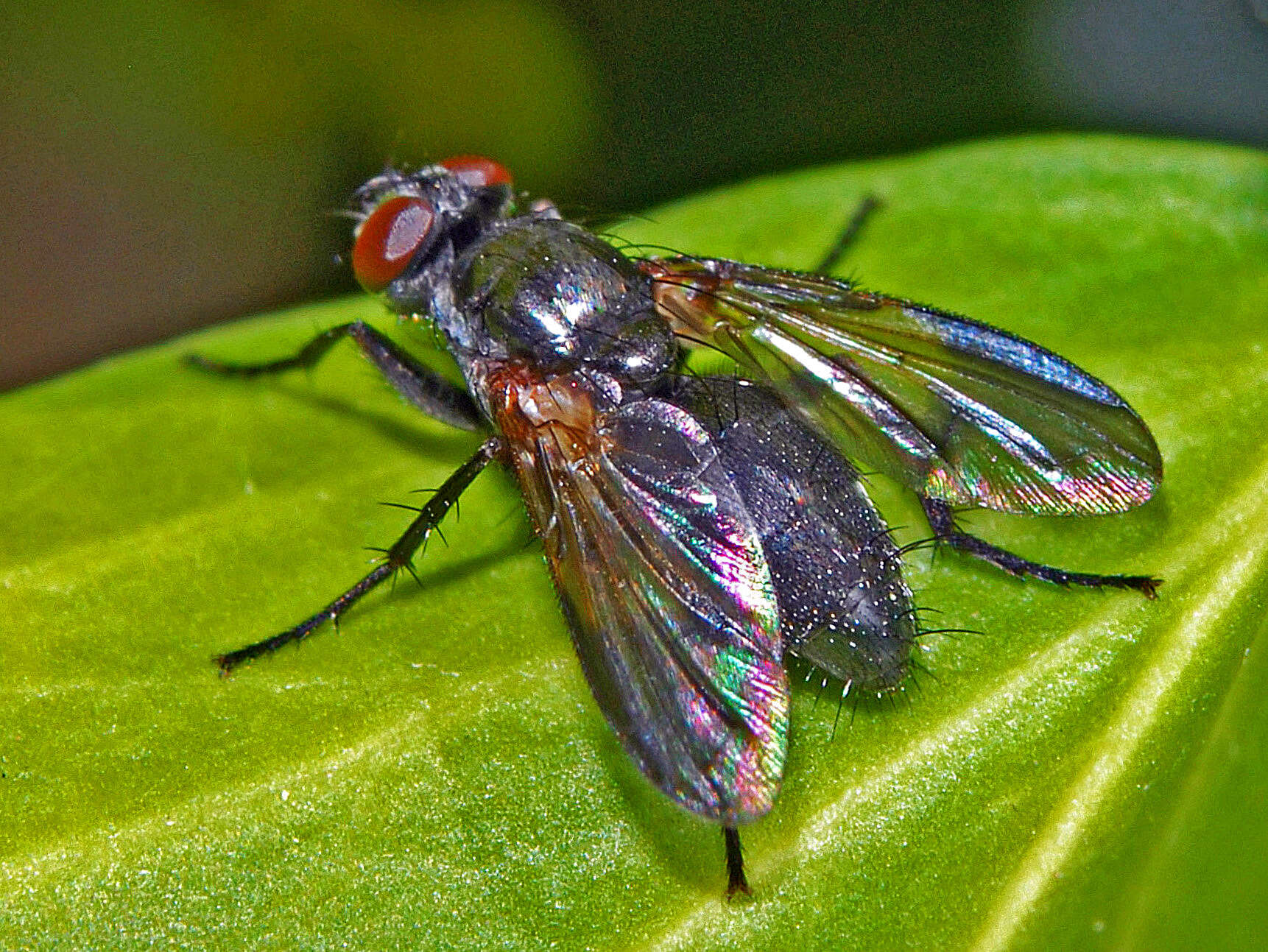 Image of Paykullia maculata (Fallen 1815)