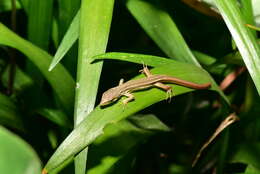 Takydromus viridipunctatus Lue & Lin 2008 resmi