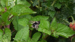 Image of Bombus funebris Smith 1854