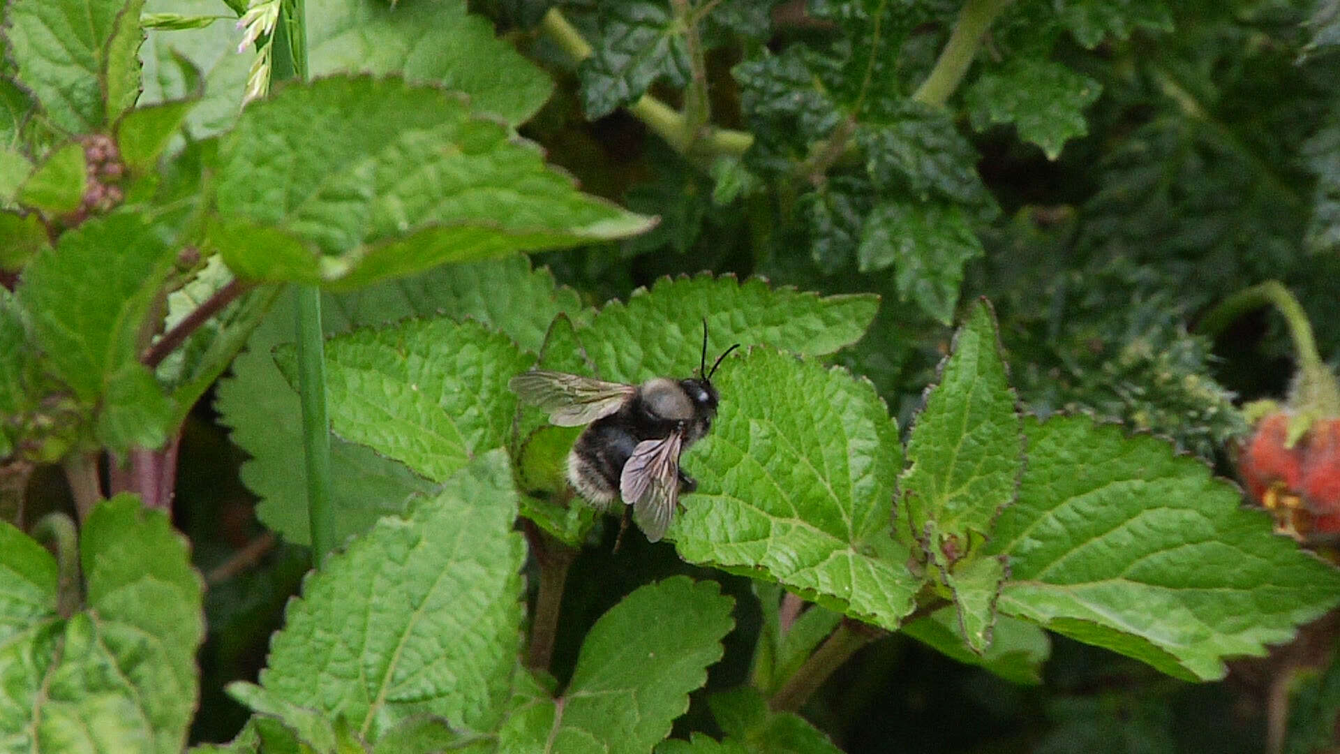 Image of Bombus funebris Smith 1854