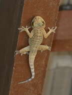 صورة Gekko monarchus (Schlegel 1836)