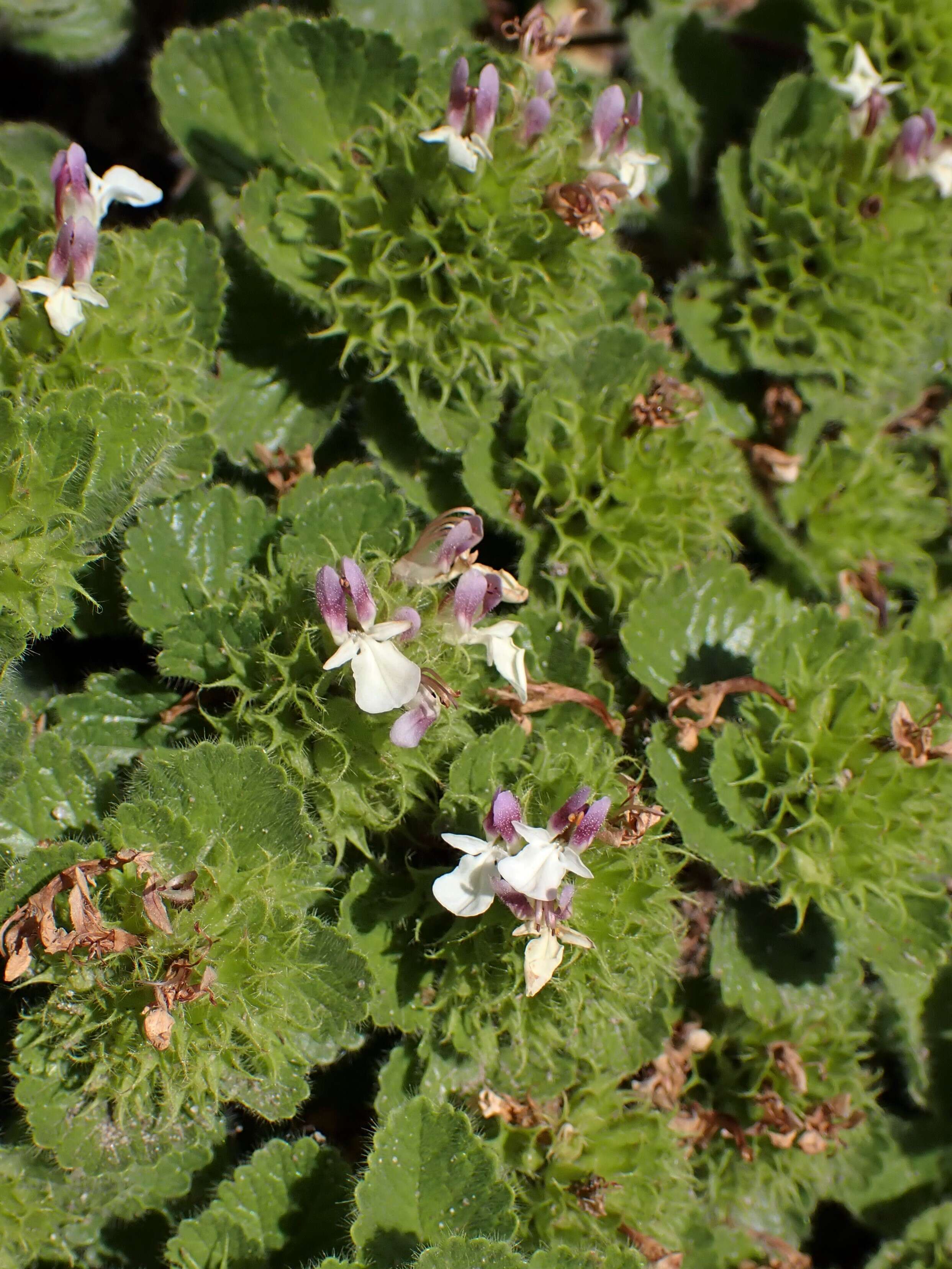 Слика од Teucrium pyrenaicum L.