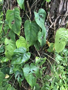 Image of Monstera siltepecana Matuda