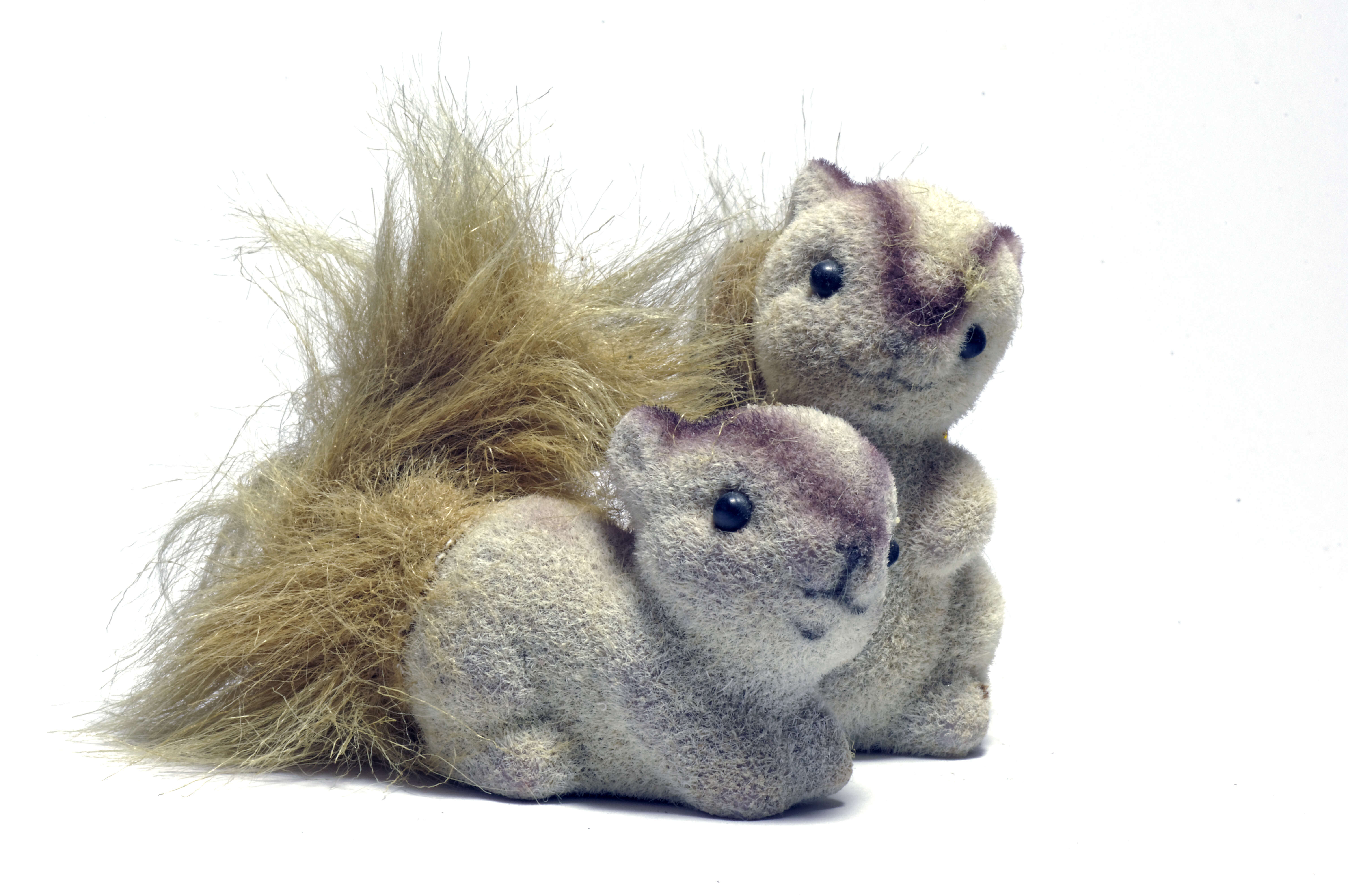 Image of squirrels, dormice, and relatives