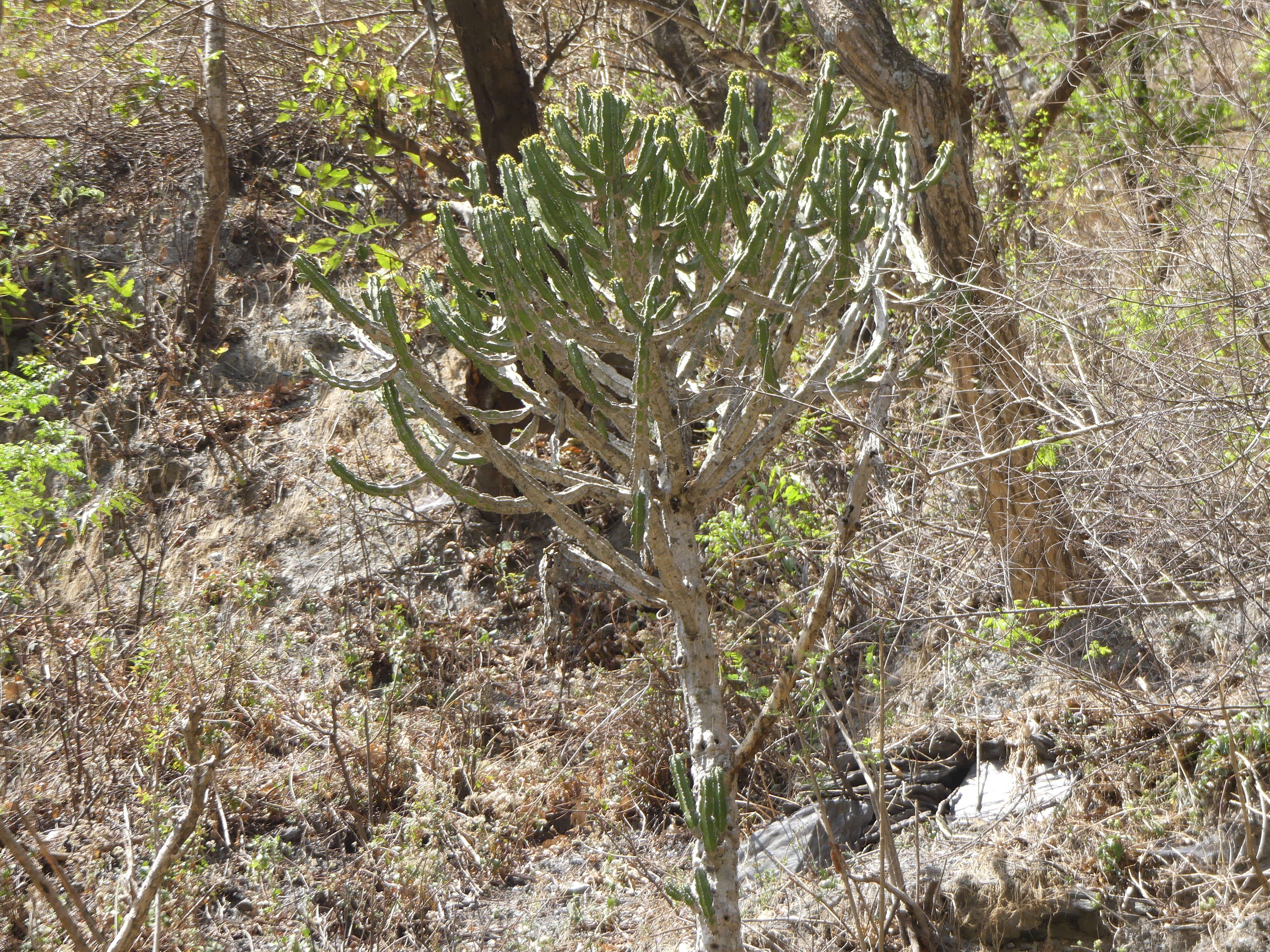 Image of Euphorbia royleana Boiss.