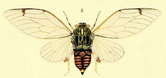 Image of clapping cicada