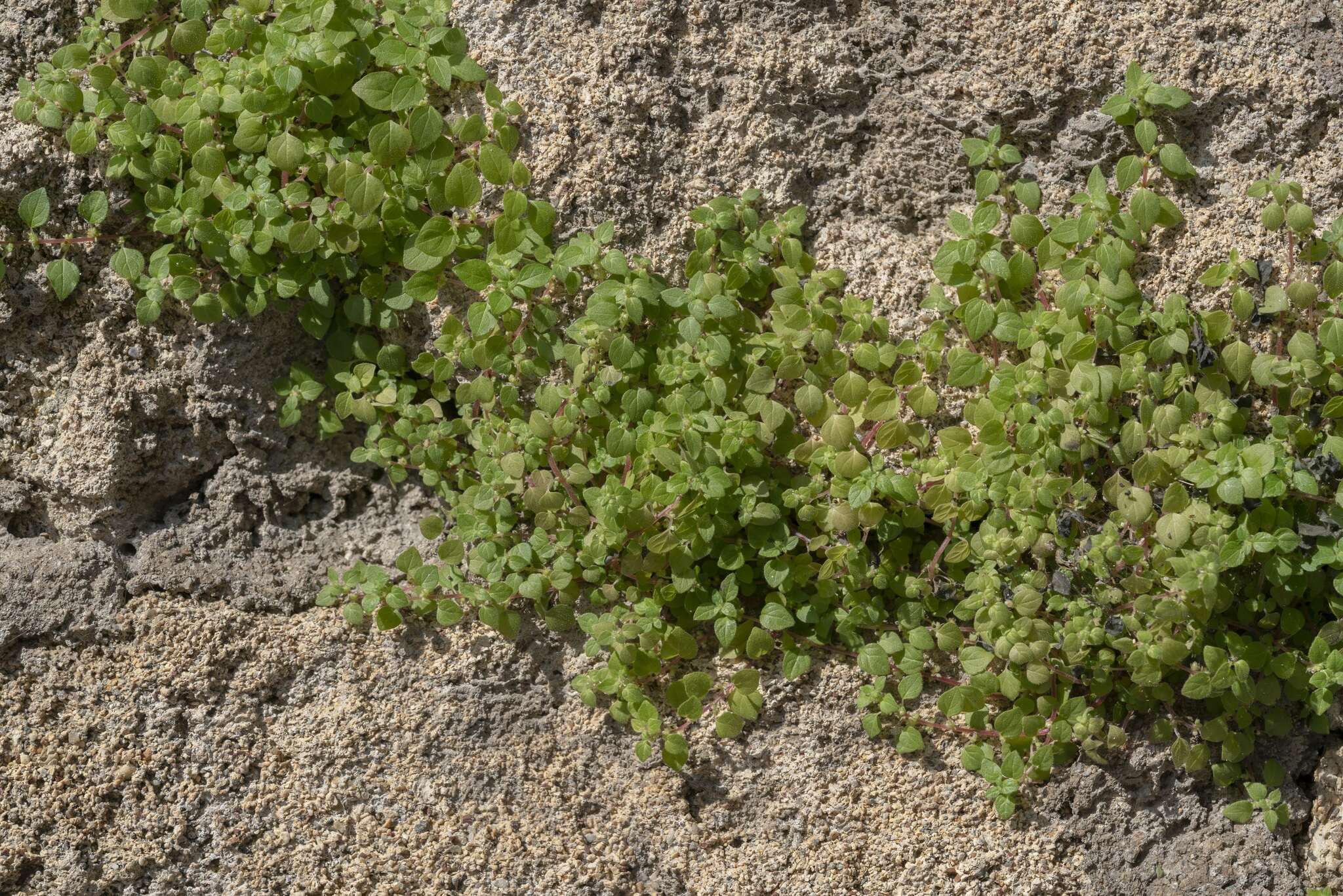 Image of Parietaria cretica L.