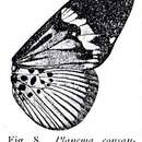 Image of Bematistes consanguinea Aurivillius 1893