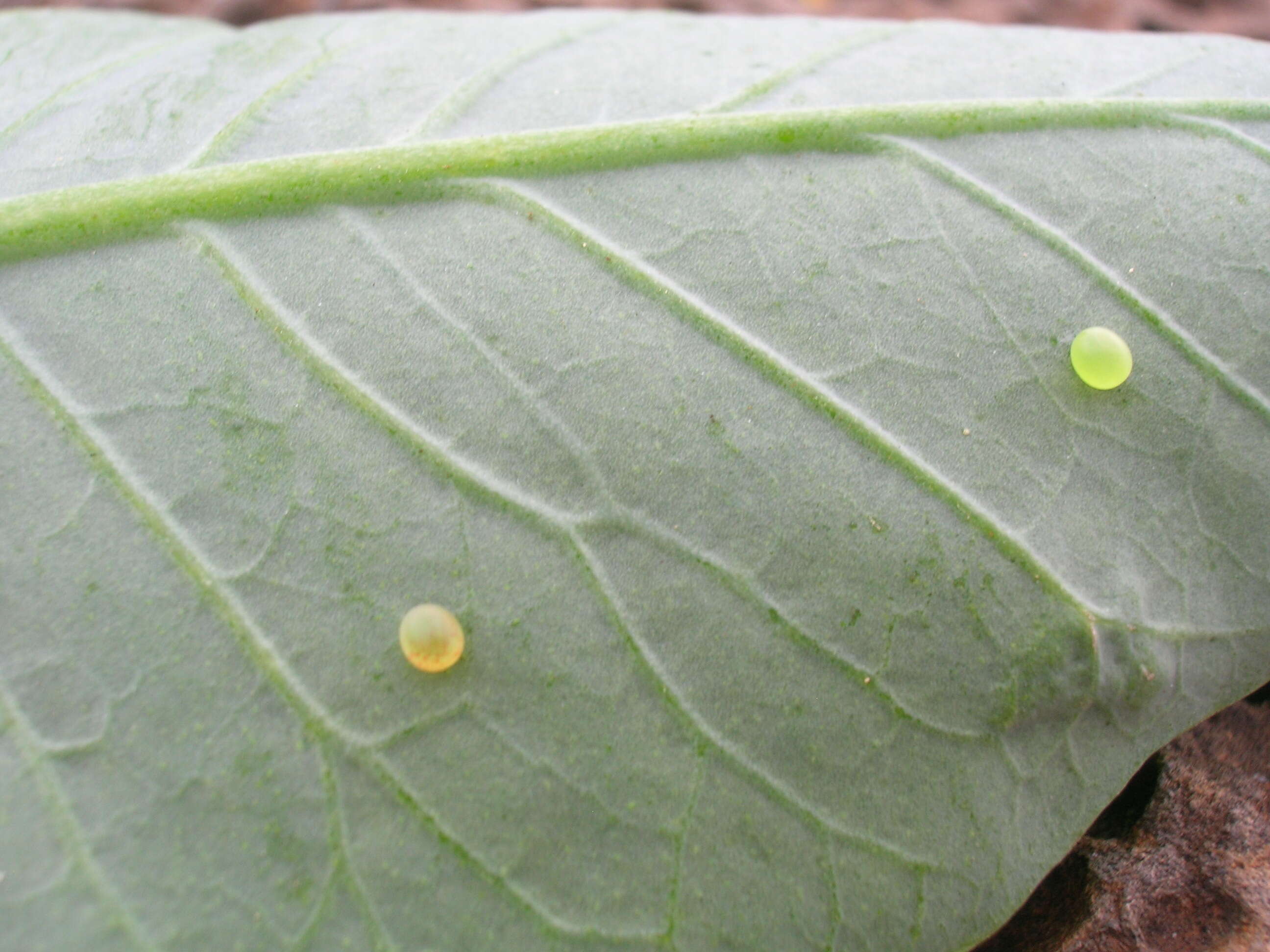 Image of tree tobacco