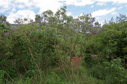 Image of Cork bush