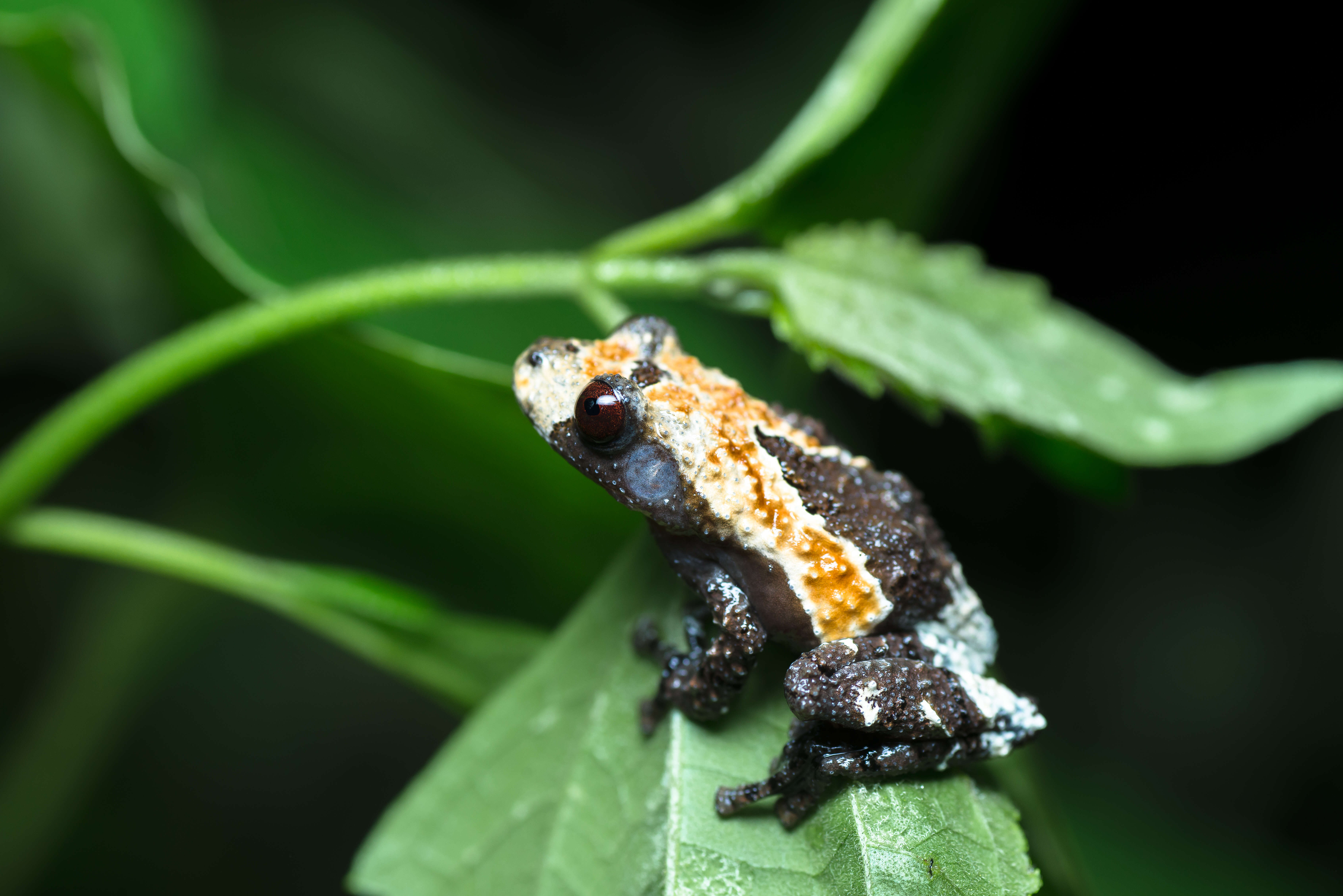 Image of Dotted bubble-nest frog