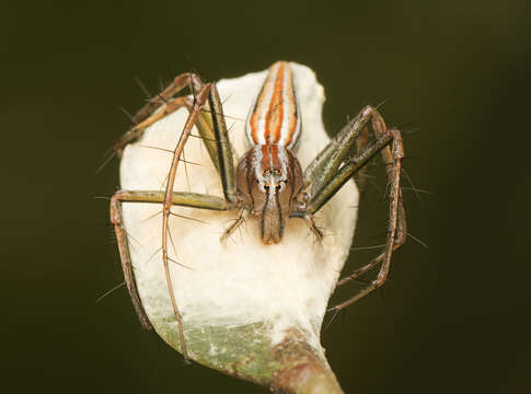 Image of Oxyopes macilentus L. Koch 1878