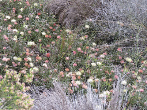 Image of Leucospermum pedunculatum Klotzsch ex Krauss