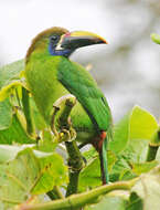 Image of Blue-throated Toucanet