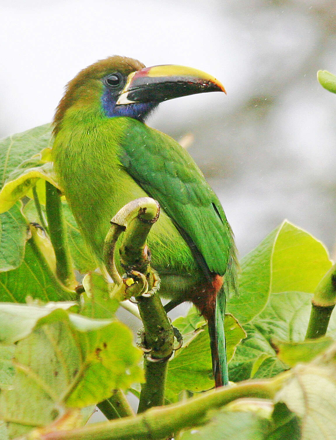 Image of Blue-throated Toucanet