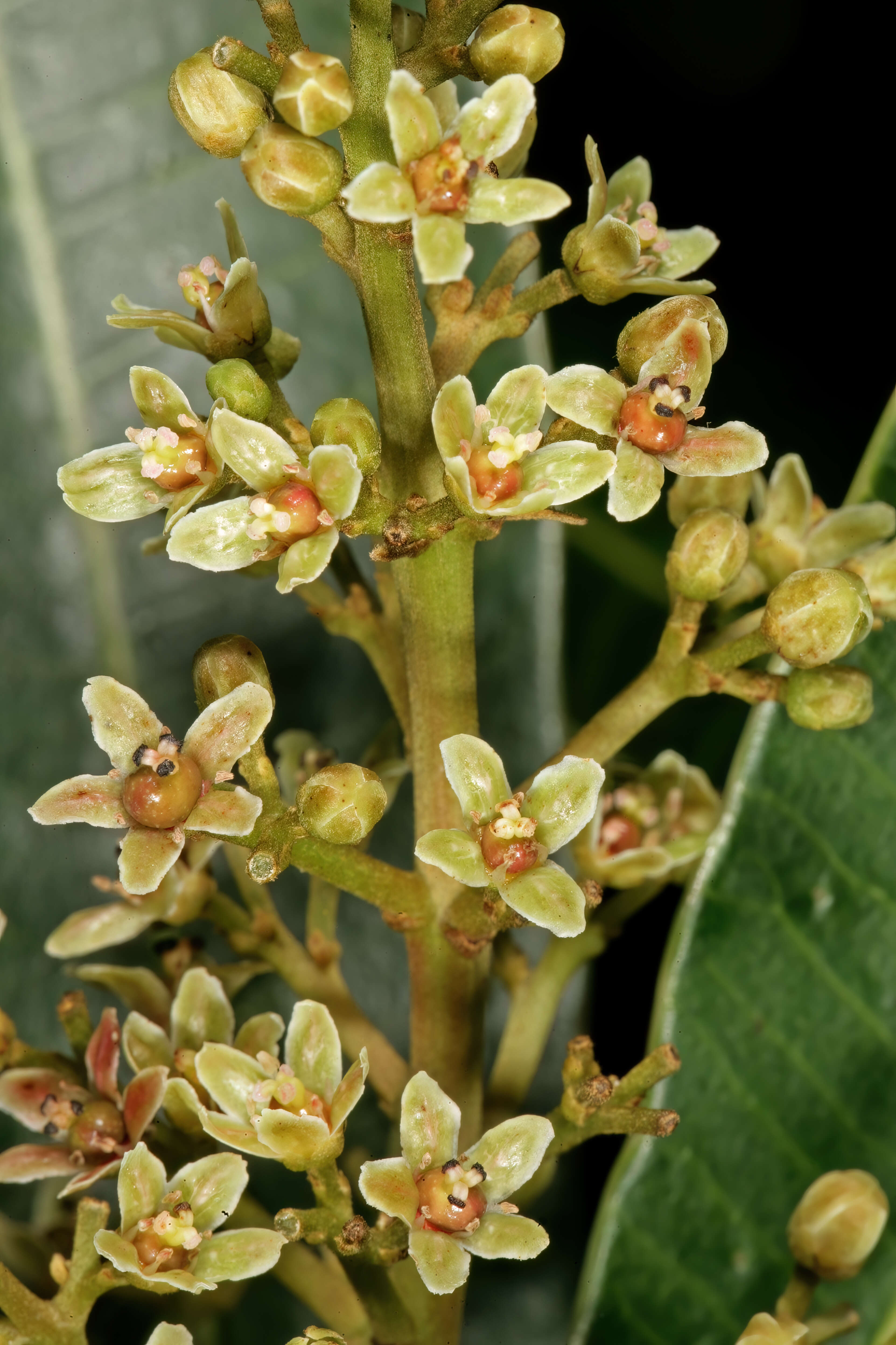 Image of Protorhus longifolia (Bernh.) Engl.