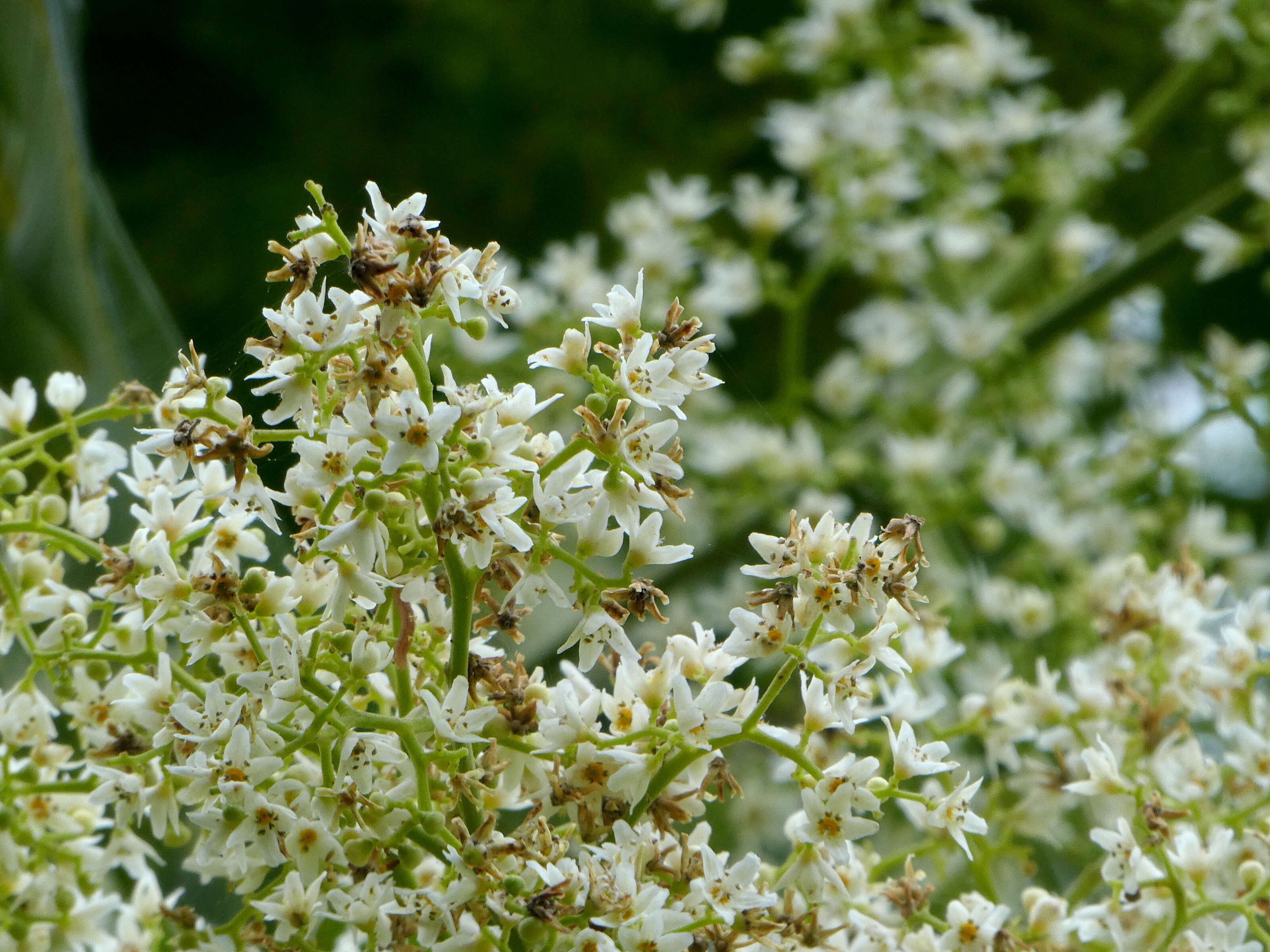 Image of Flindersia schottiana F. Müll.