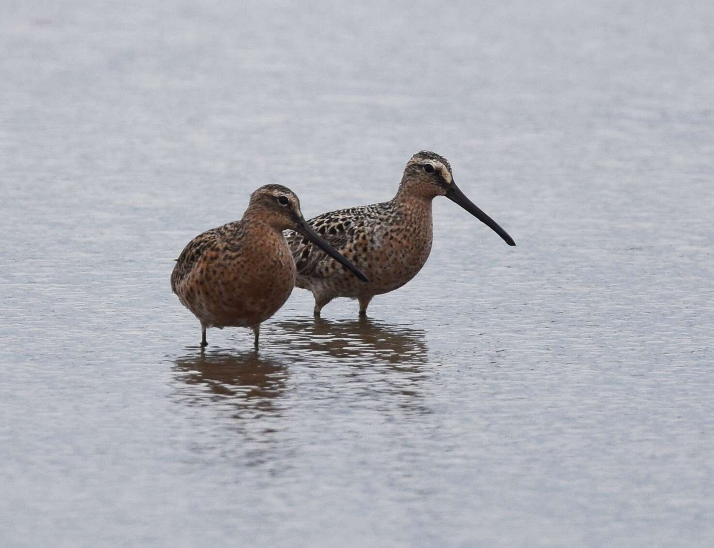 Image of Short-billed Dowitcher