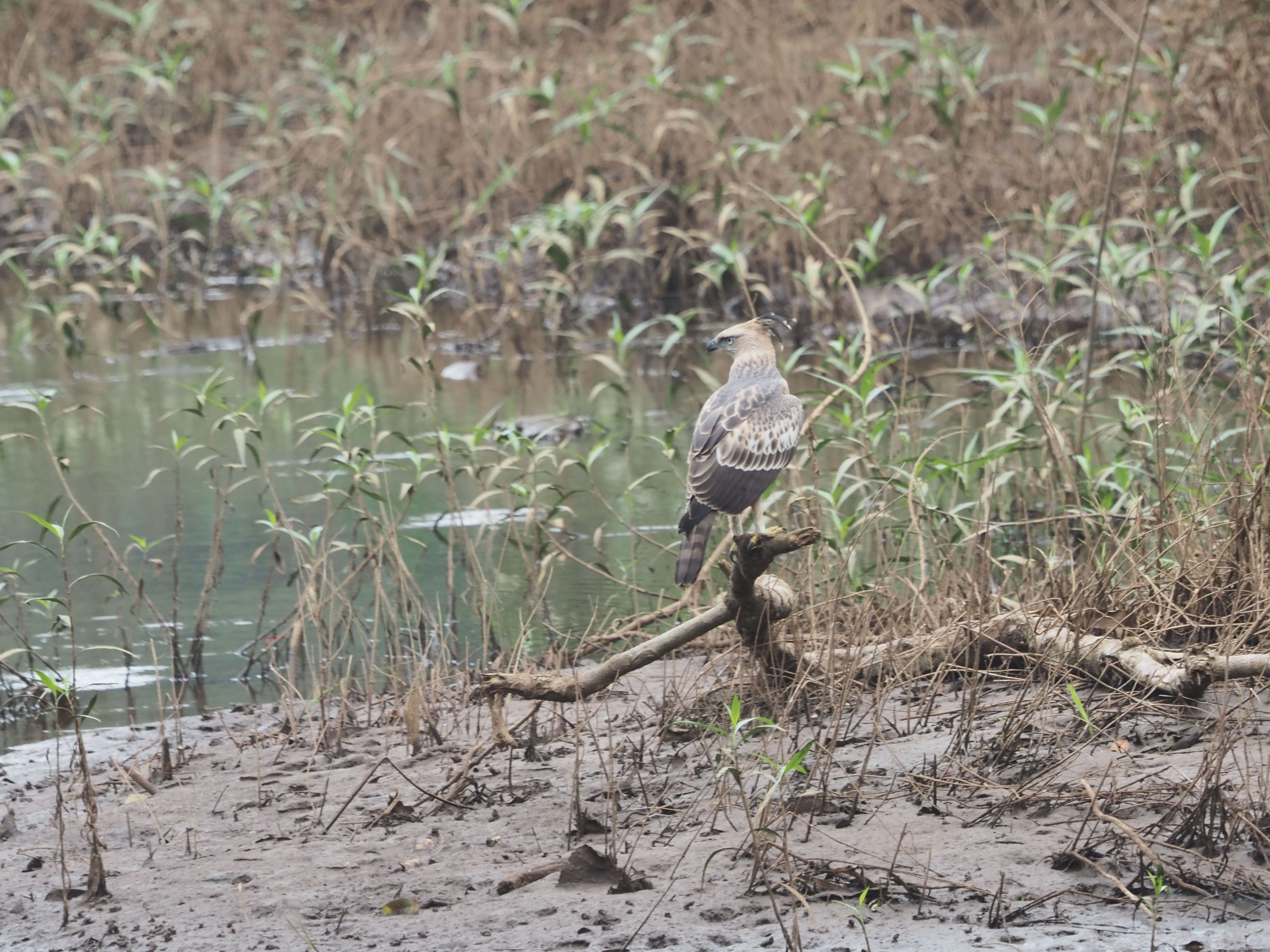 Nisaetus cirrhatus (Gmelin & JF 1788) resmi