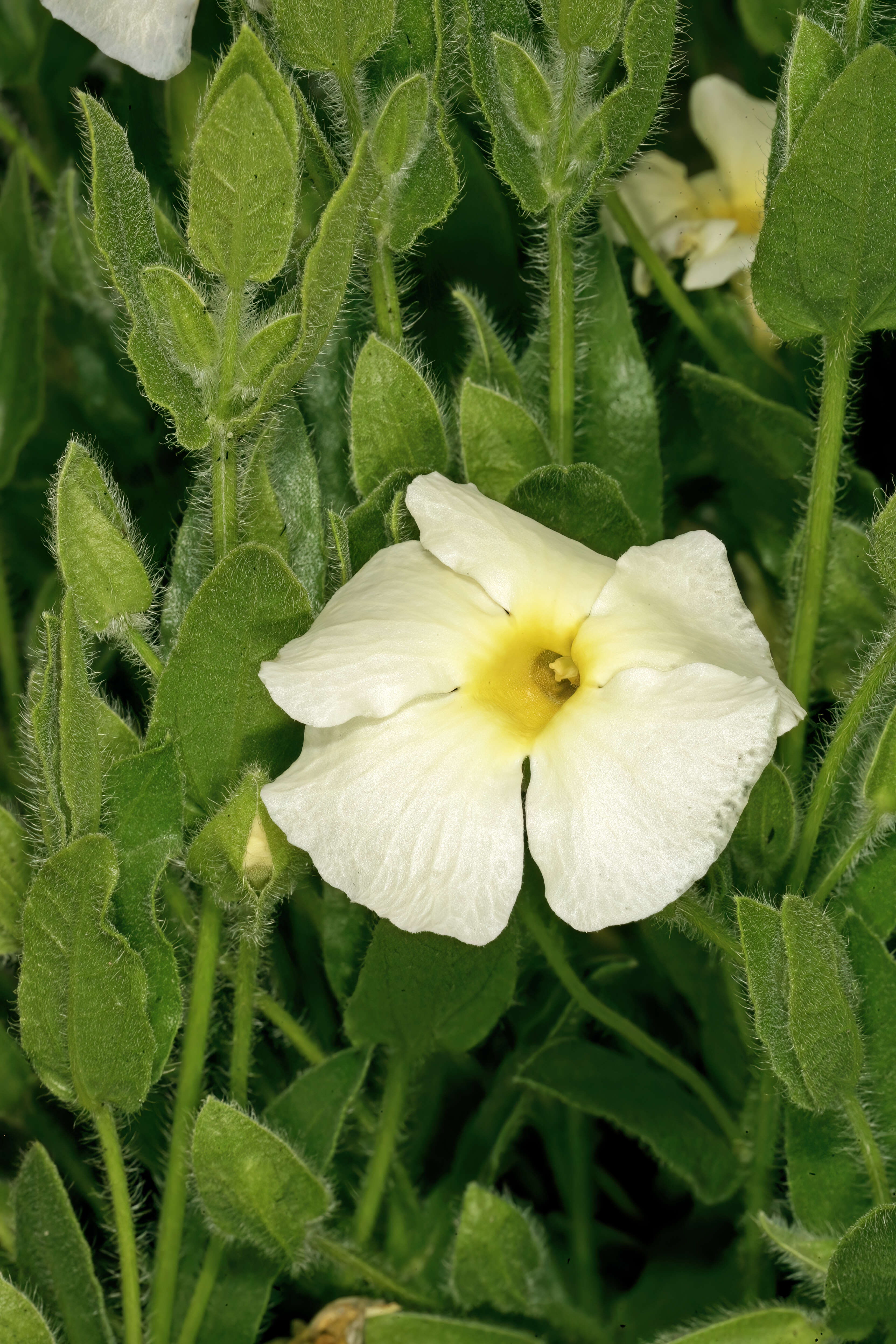 Image of Natal primrose