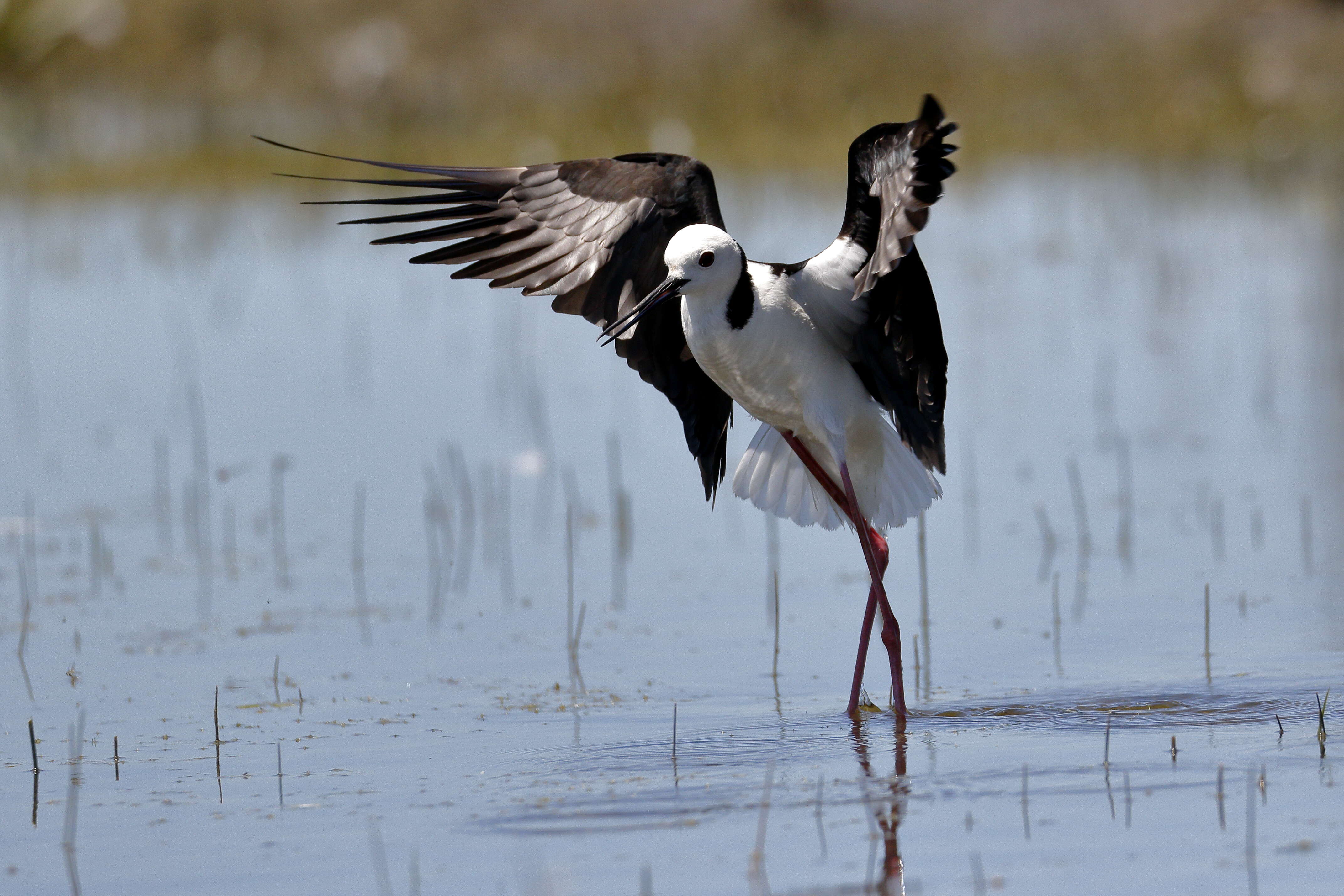 Image of Pied Stilt