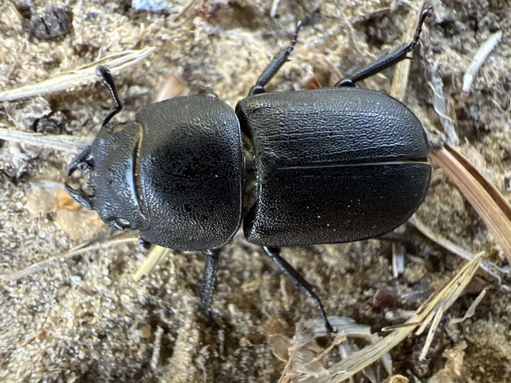 Image of Dorcus parallelipipedus (Linnaeus 1758)