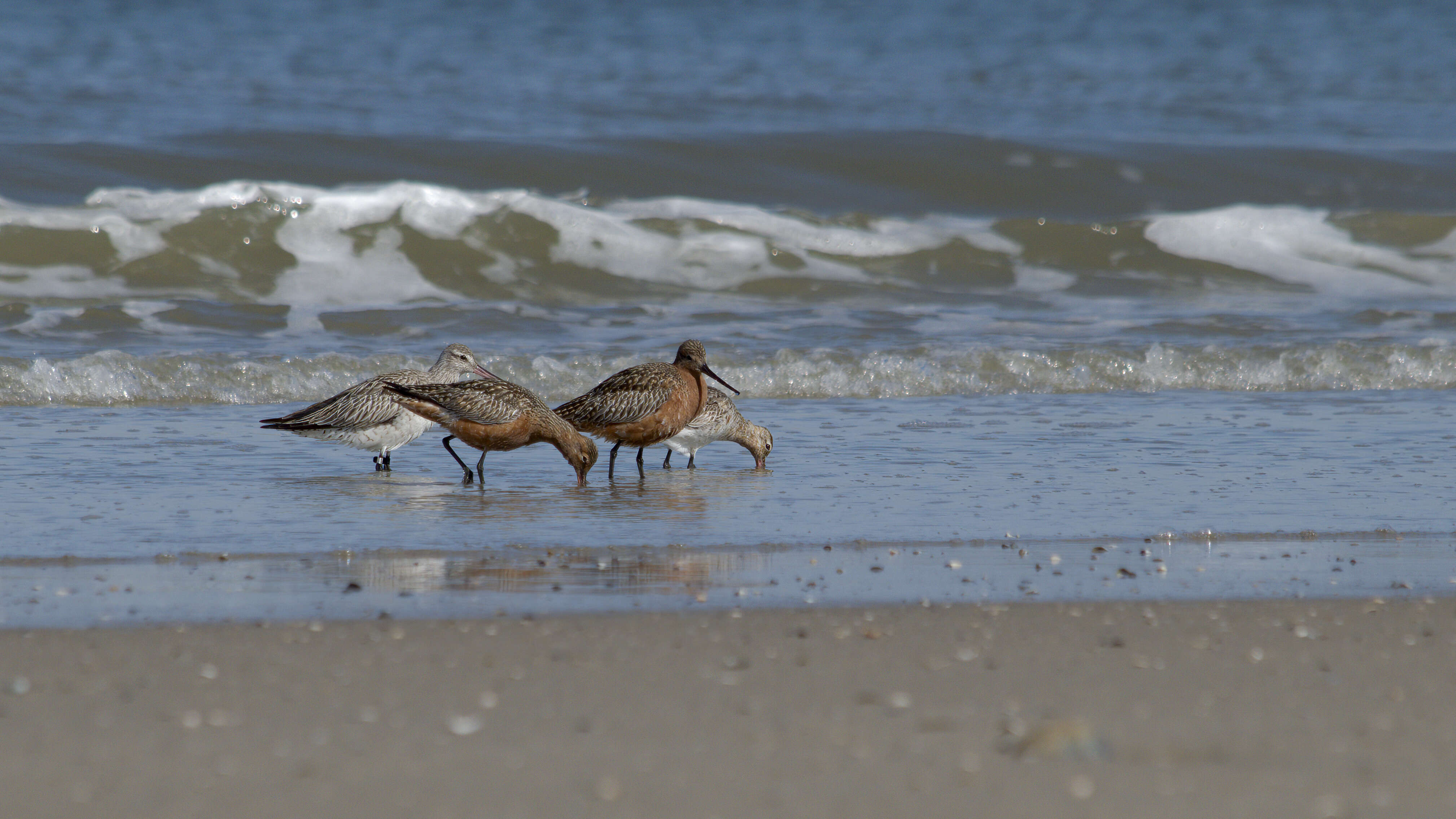 Image of Bar-tailed Godwit