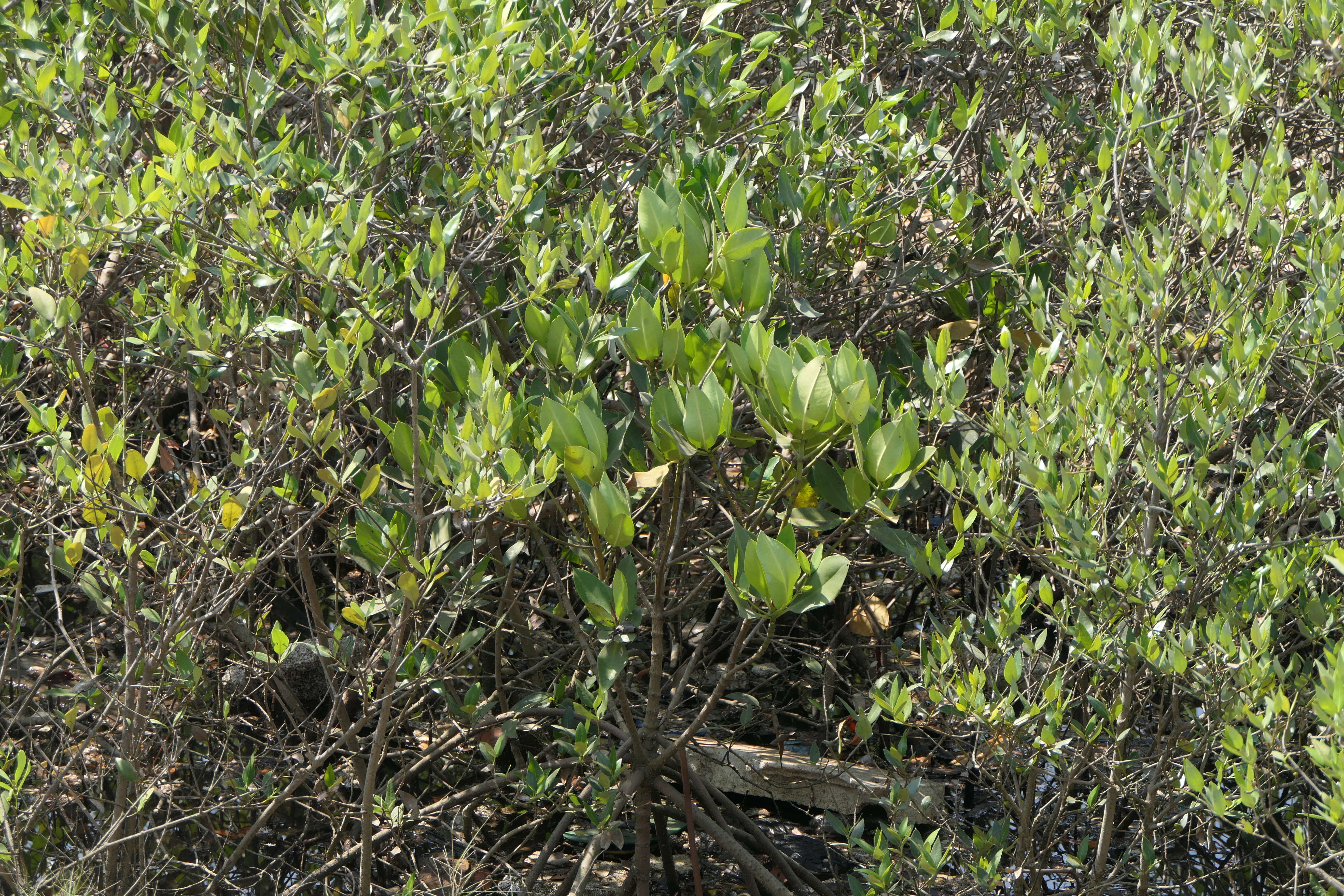 Plancia ëd Rhizophora mucronata Lam.