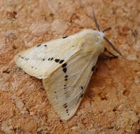 Image of Spilosoma lutea Hüfnagel 1766