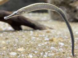 Image of Pacific Seaweed pipefish