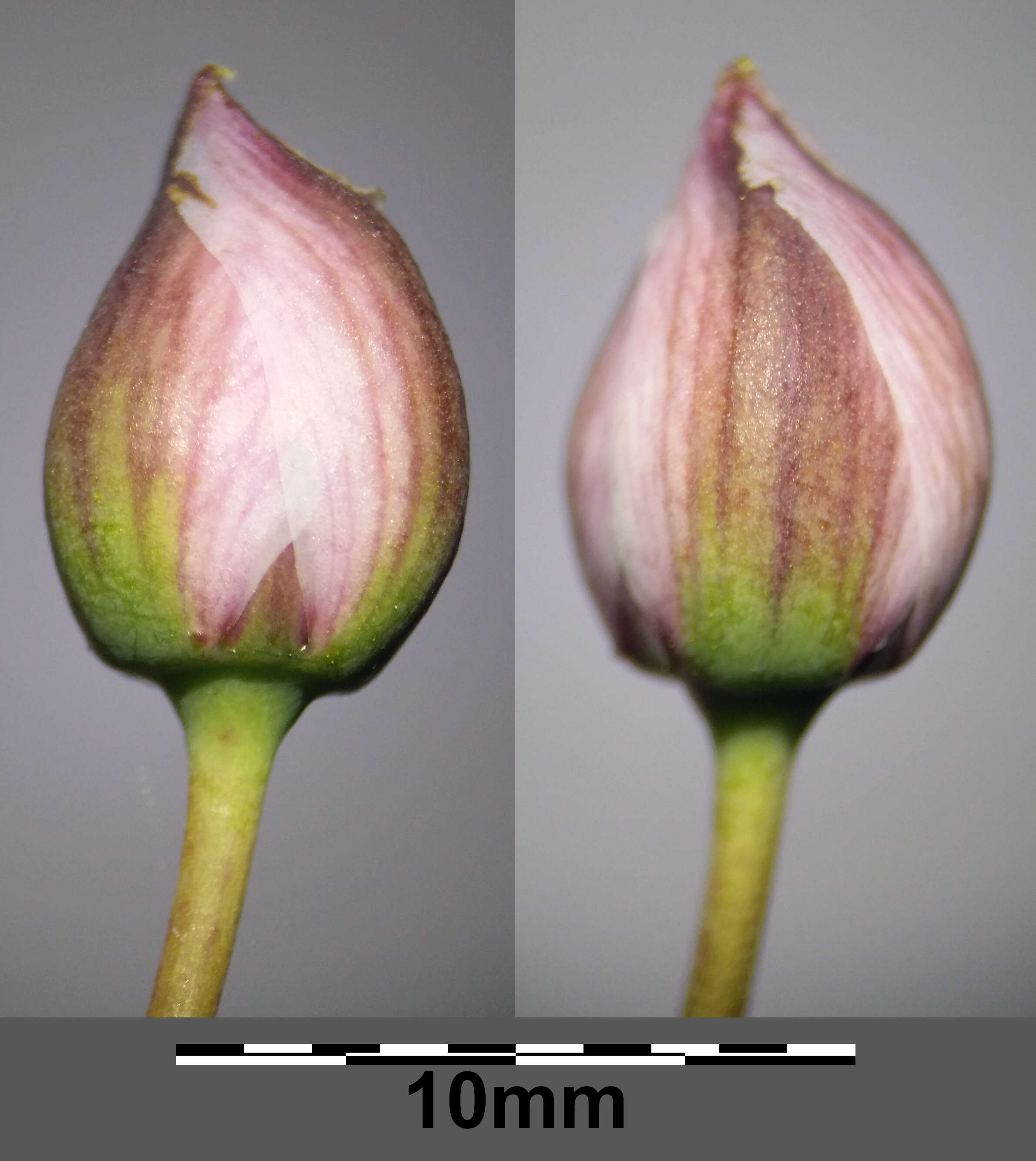 Image of flowering rush family