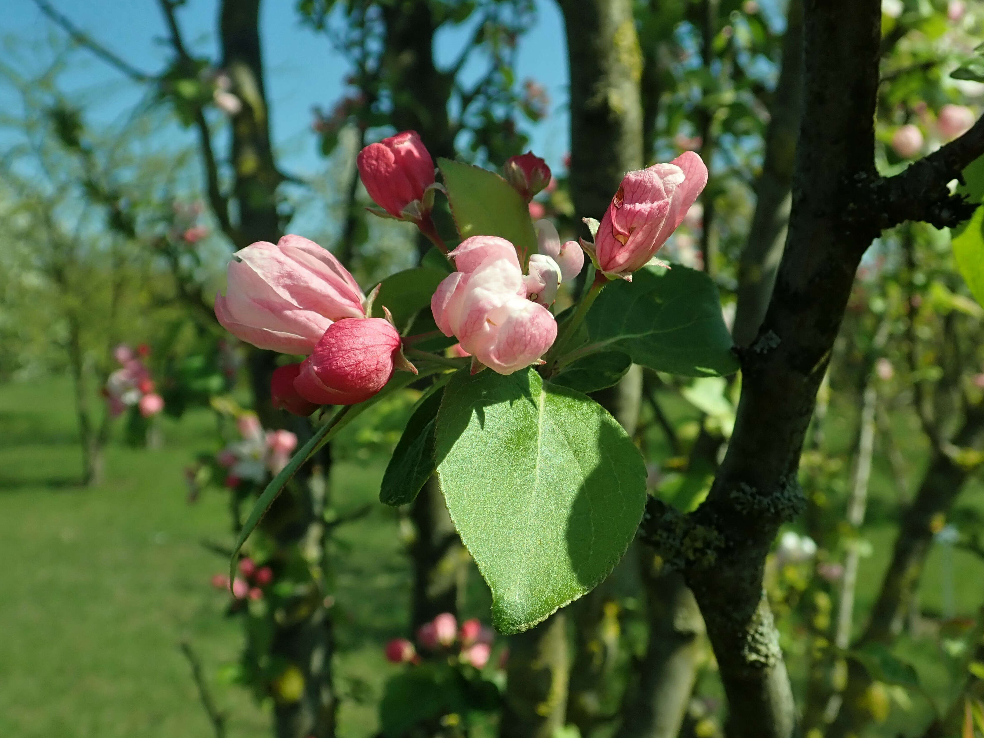 Image de Malus micromalus Makino