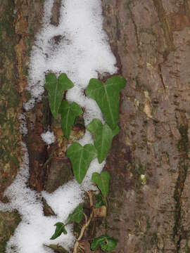 Image of English ivy