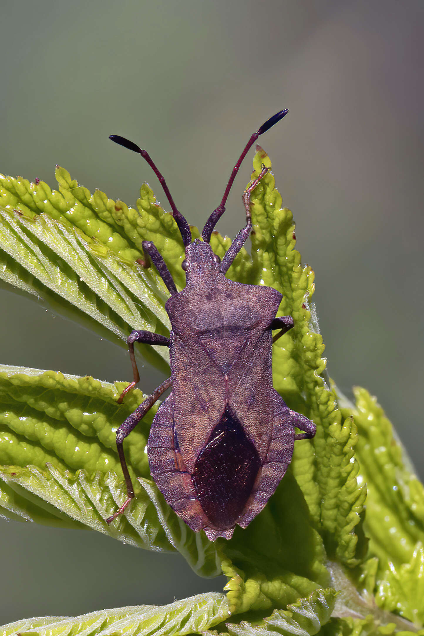 Image of Coreus