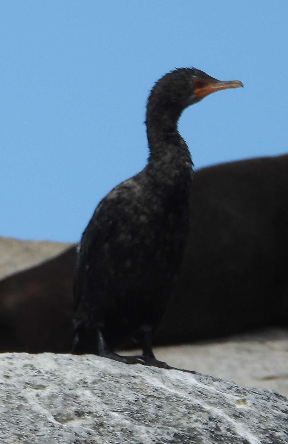 Image of Crowned Cormorant