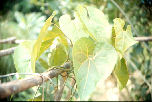 Image of Aristolochia didyma S. Moore