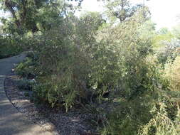 صورة Eremophila complanata Chinnock