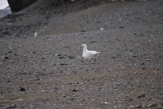 Image of Antarctic Giant-Petrel