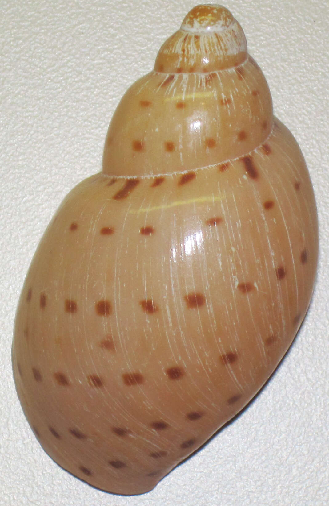 Слика од Ampulla priamus (Gmelin 1791)