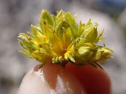 Image de Ivesia gordonii (Hook.) Torr. & Gray