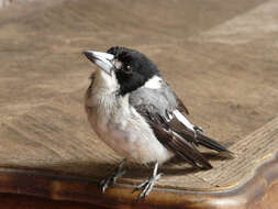 Image of Grey Butcherbird