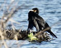 Image of Black Shag