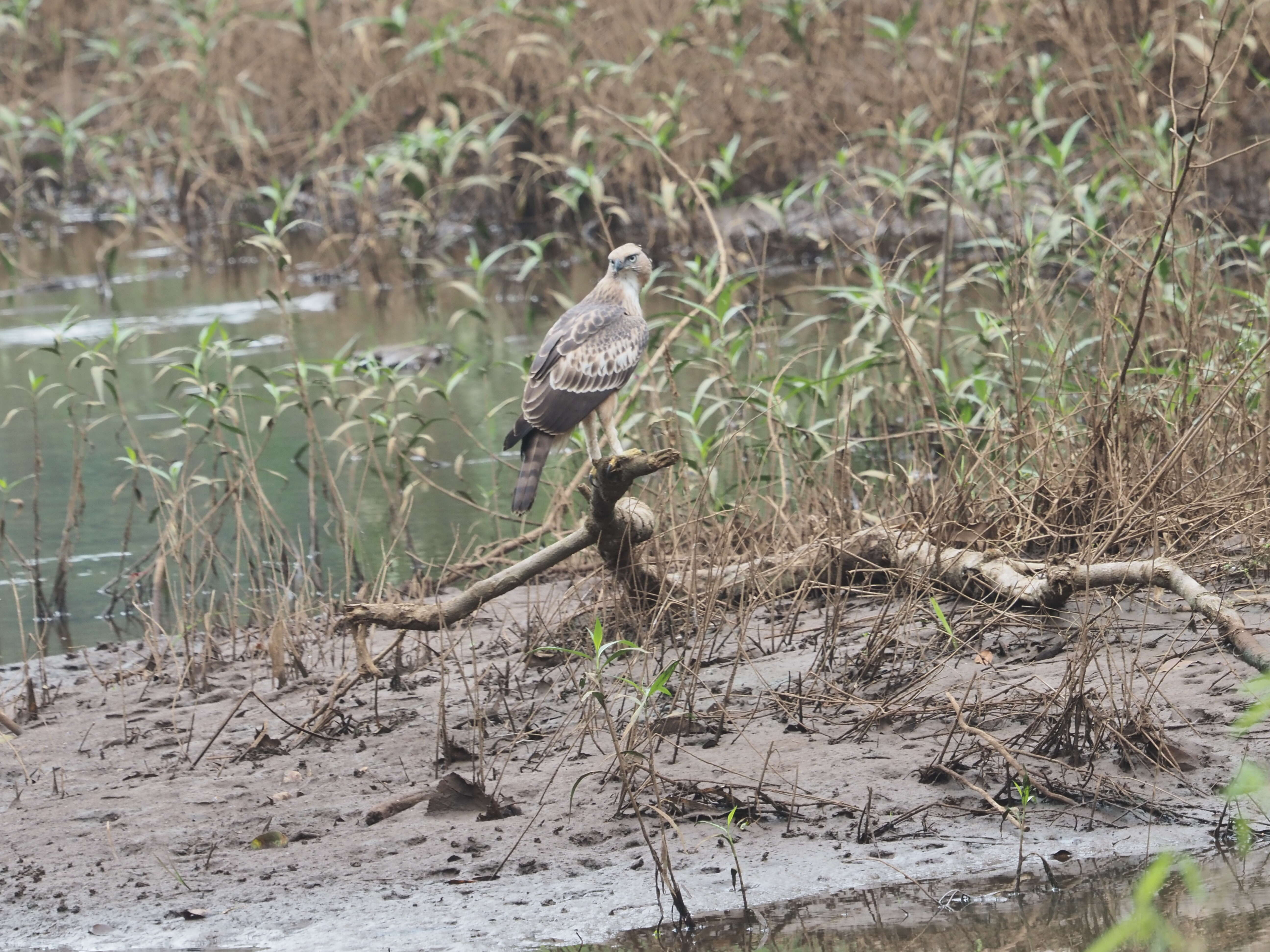 Nisaetus cirrhatus (Gmelin & JF 1788) resmi