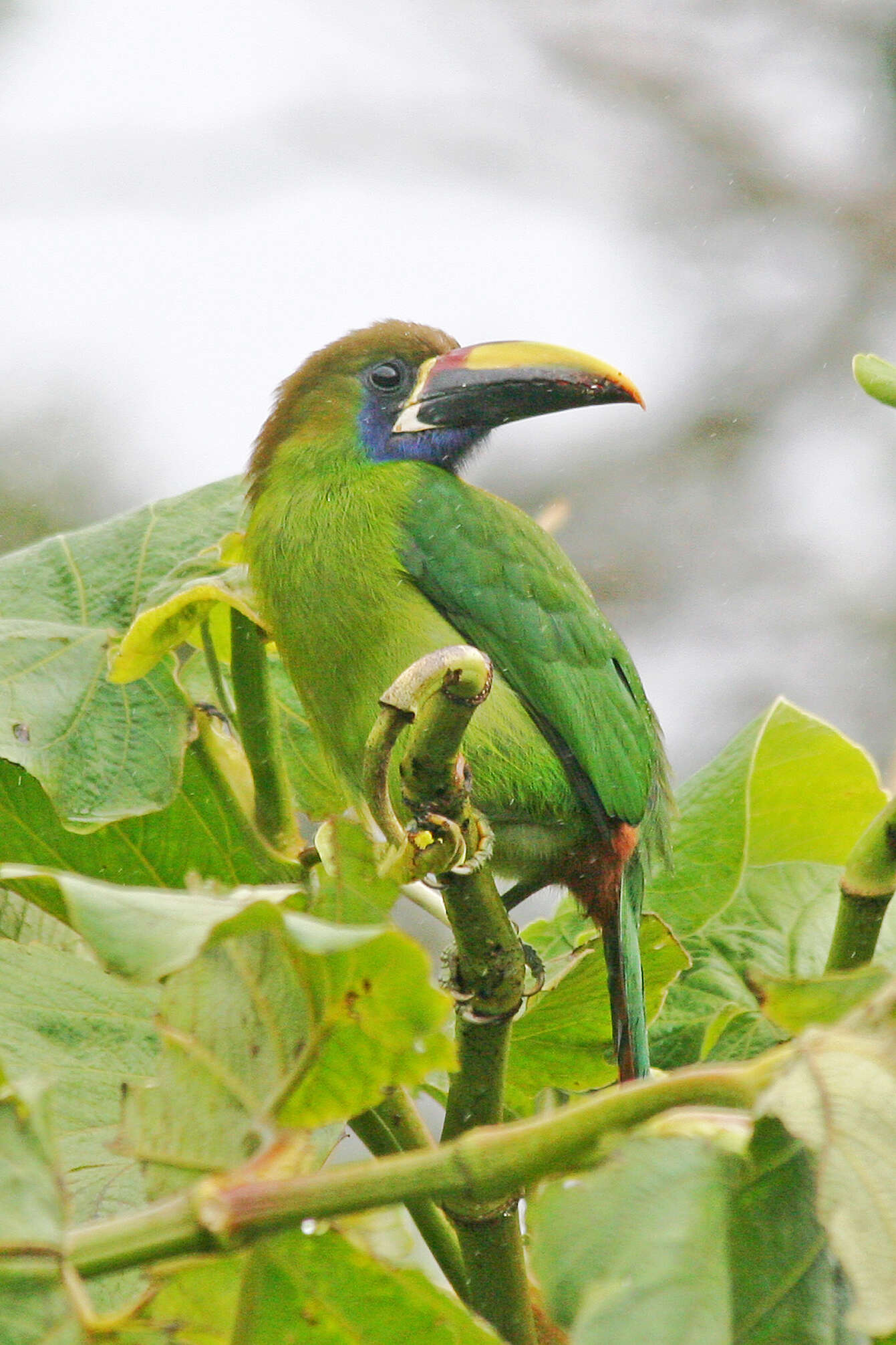 Image of Blue-throated Toucanet