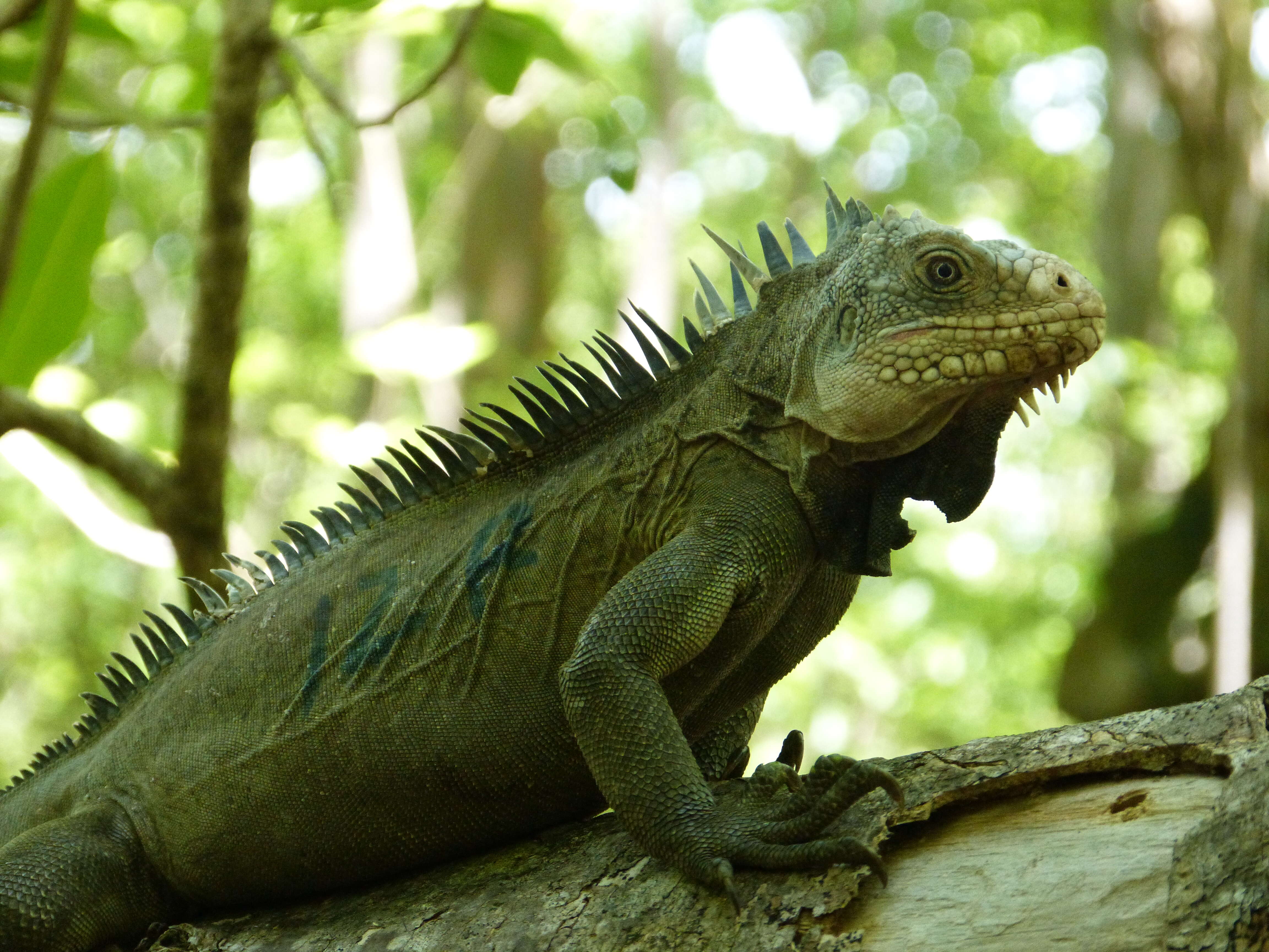 Image of West Indian Iguana