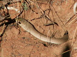 Image of Psammophis brevirostris Peters 1881